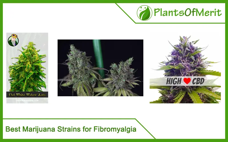 Best Marijuana Strains for Fibromyalgia
