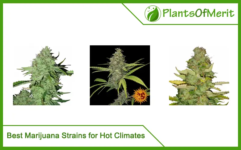 Best Marijuana Strains for Hot Climates