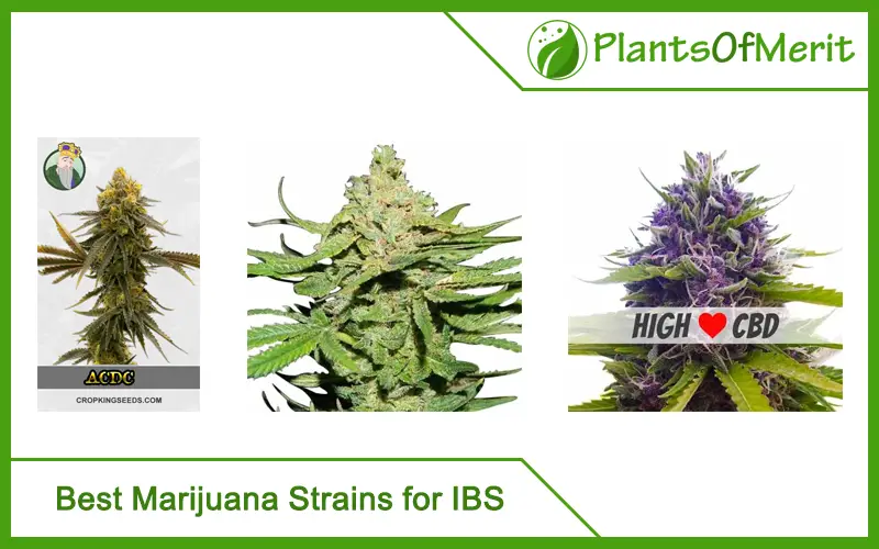 Best Marijuana Strains for IBS
