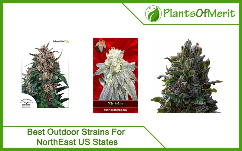 Best Outdoor Strains For NorthEast US States