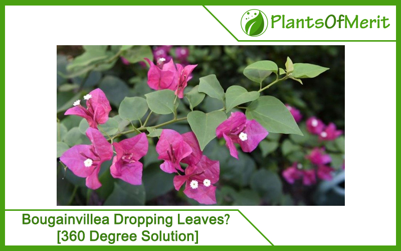 Bougainvillea Dropping Leaves? [360 Degree Solution]