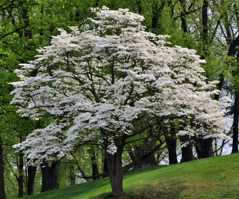 Dogwood Tree Leaves Turning Red? [3 Reasons & Solutions] Plants Of Merit