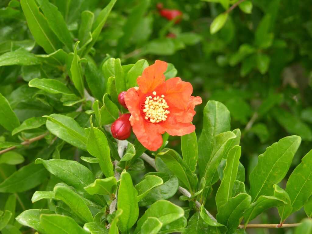 7 Causes of Pomegranate Has Flowers but No Fruit [How to Fix] Plants