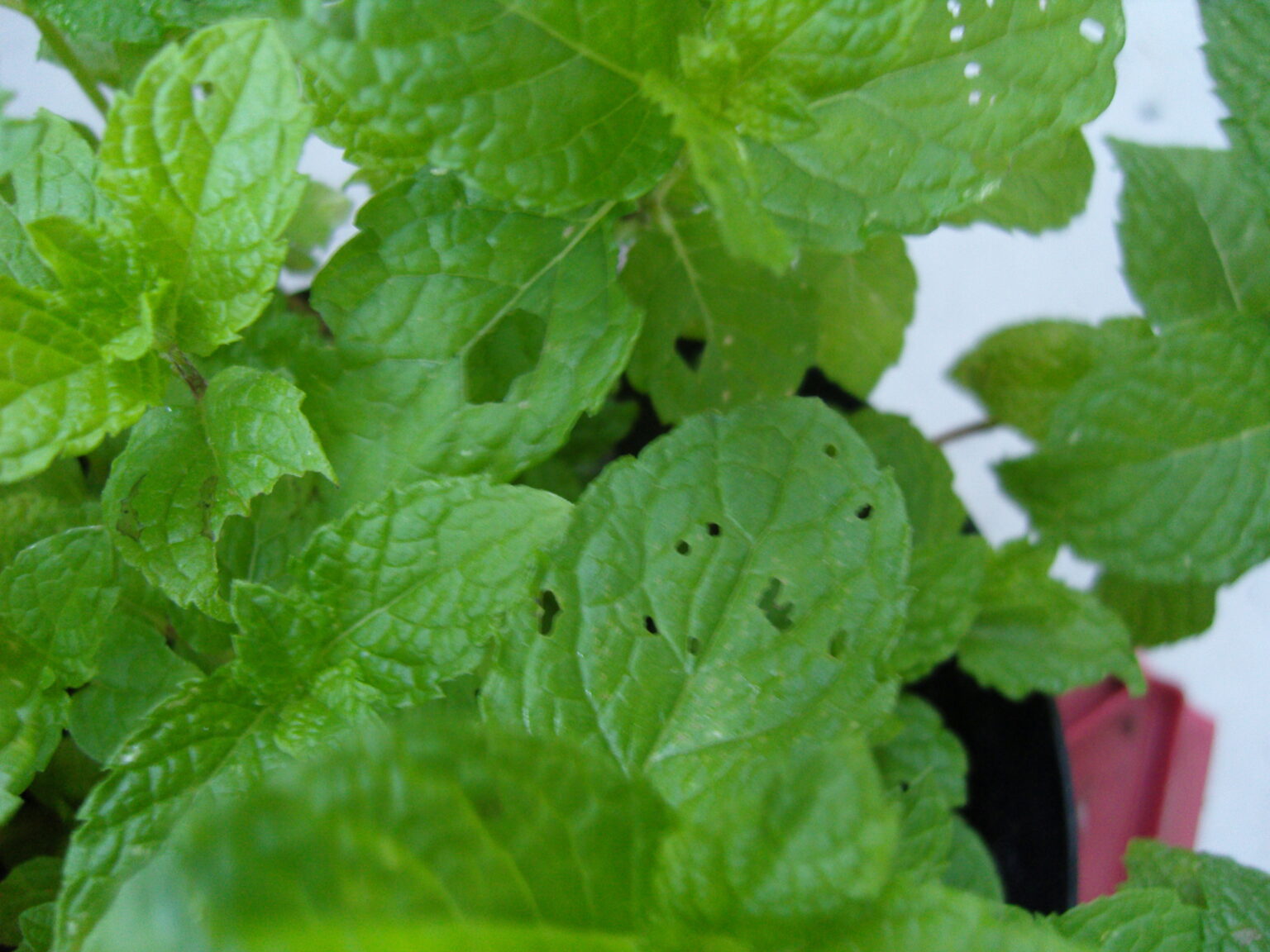 3 Reasons For Holes in Mint Leaves [Causes & Solutions] - Plants Of Merit