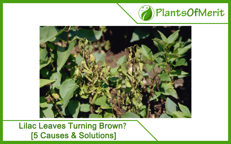 Lilac Leaves Turning Brown? [5 Causes & Solutions]