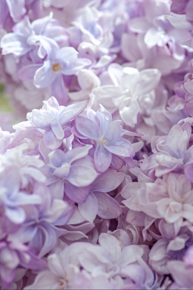 Lilac Leaves Turning Brown