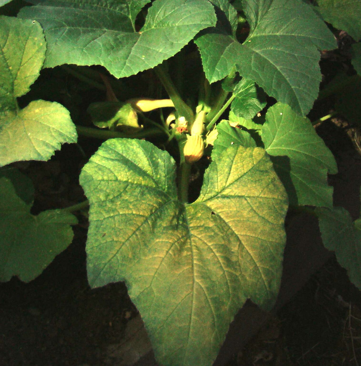 5 Reasons for Yellow Spots On Squash Leaves [How to Fix] Plants Of Merit