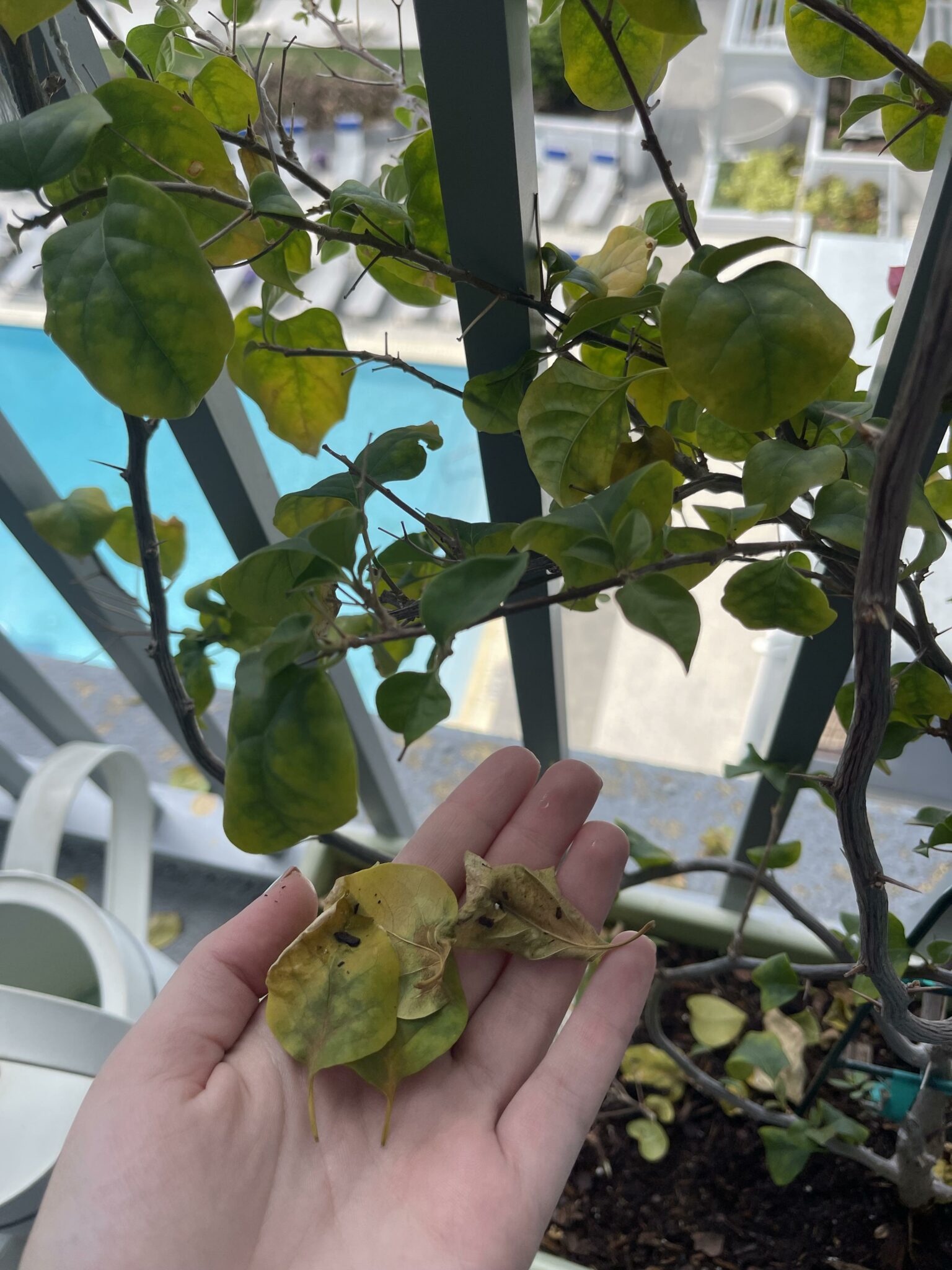 Bougainvillea Dropping Leaves? [360 Degree Solution] Plants Of Merit