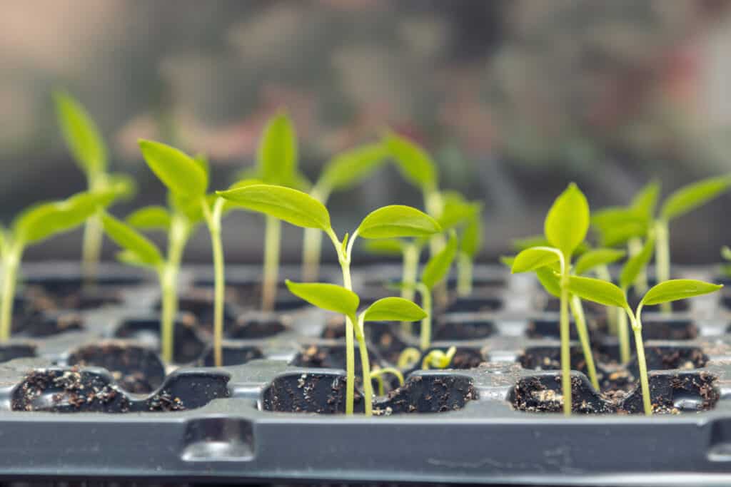 Pepper Seedlings Turning Purple