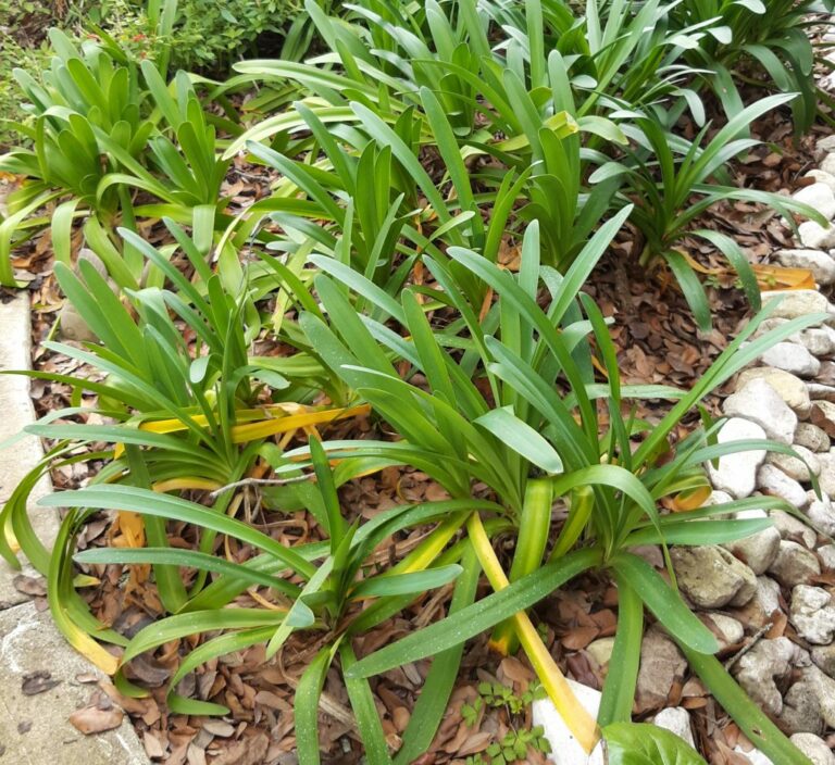 Agapanthus Leaves Turning Yellow A List of All the Potential Culprits [5 Causes & 360 Degree