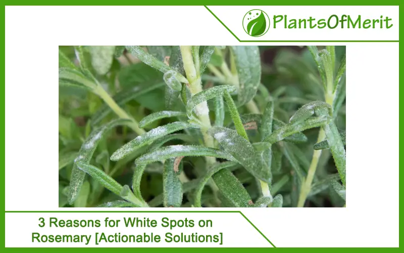 Reasons for White Spots on Rosemary