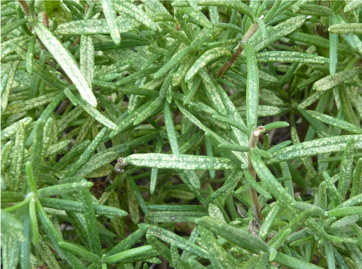 Reasons for White Spots on Rosemary