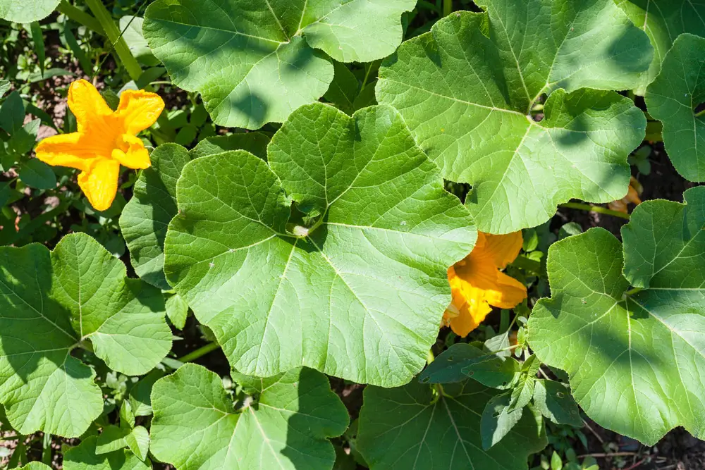 Reasons for Yellow Spots On Squash Leaves