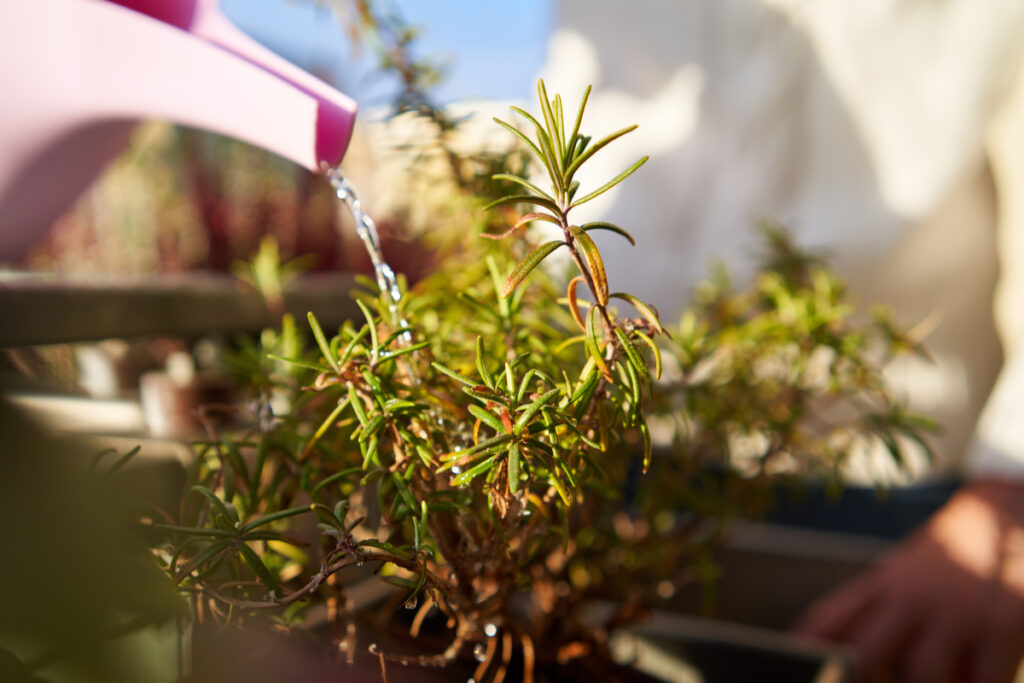 5 Reasons for Rosemary Leaves Turning Brown [How To Revive] Plants Of Merit