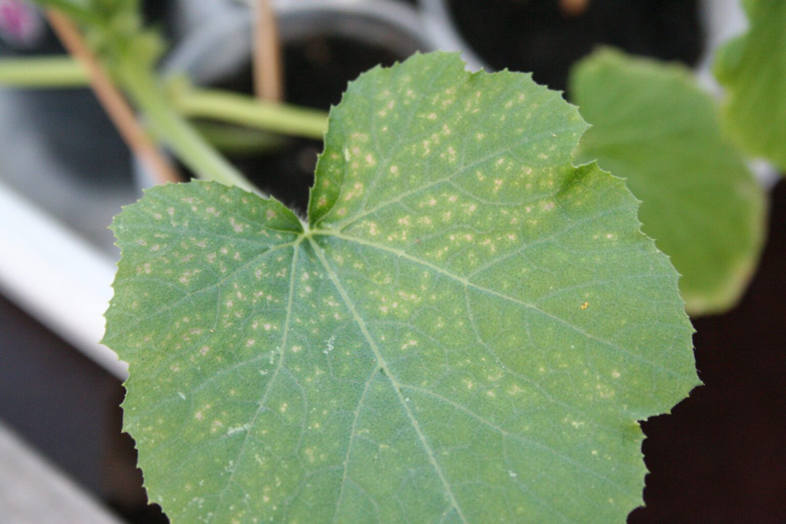 5 Reasons for Yellow Spots On Squash Leaves [How to Fix] Plants Of Merit