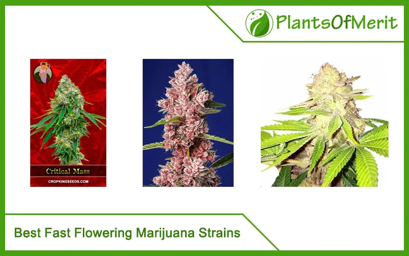 Best Fast Flowering Marijuana Strains