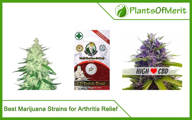 Best Marijuana Strains for Arthritis Relief