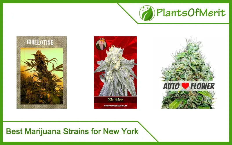 Best Marijuana Strains for New York