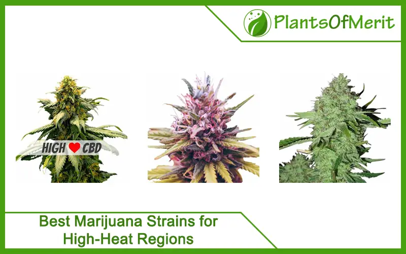Best Marijuana Strains for High-Heat Regions