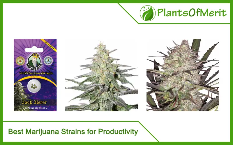 Best Marijuana Strains for Productivity