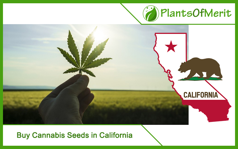Buy Cannabis Seeds in California
