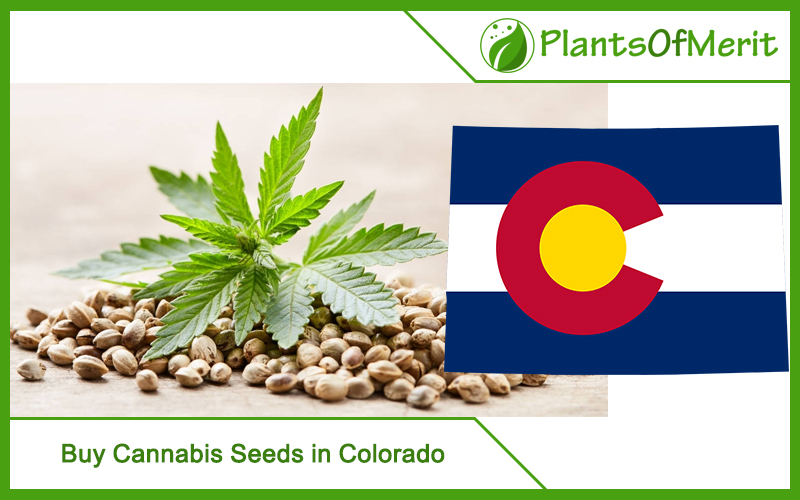 Buy Cannabis Seeds in Colorado