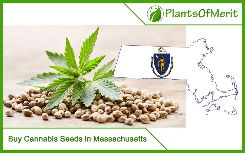 Buy Cannabis Seeds in Massachusetts