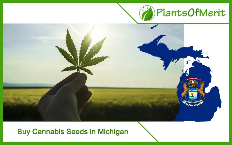 Buy Cannabis Seeds in Michigan