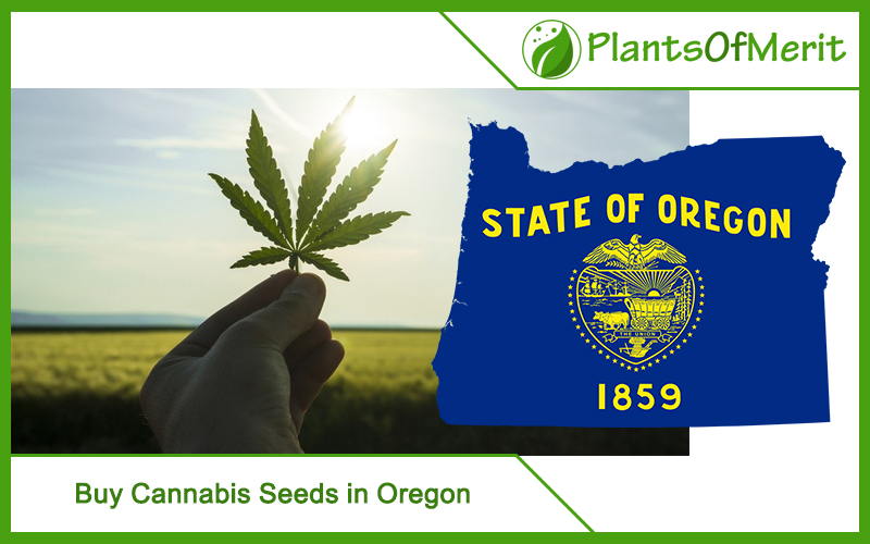 Buy Cannabis Seeds in Oregon