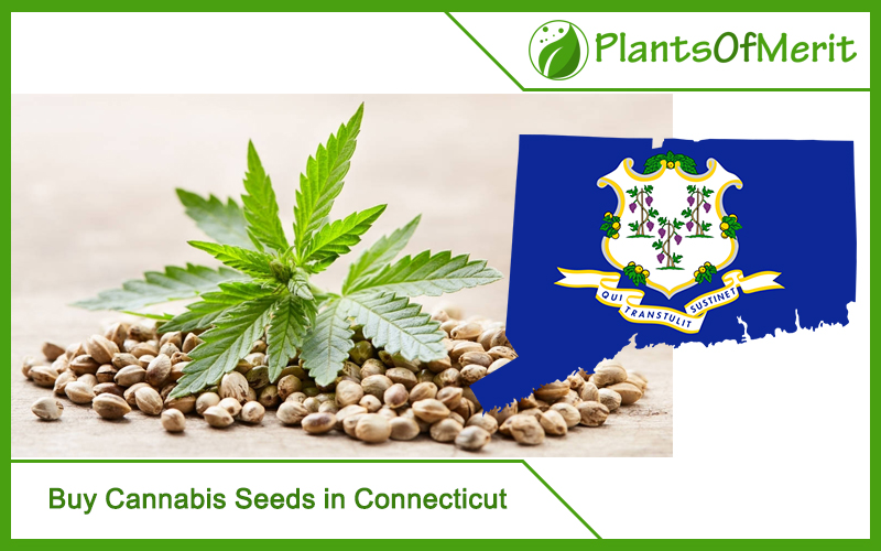 Buy Cannabis Seeds in Connecticut
