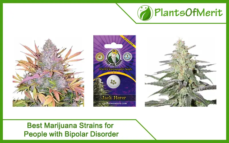 Best Marijuana Strains for People with Bipolar Disorder