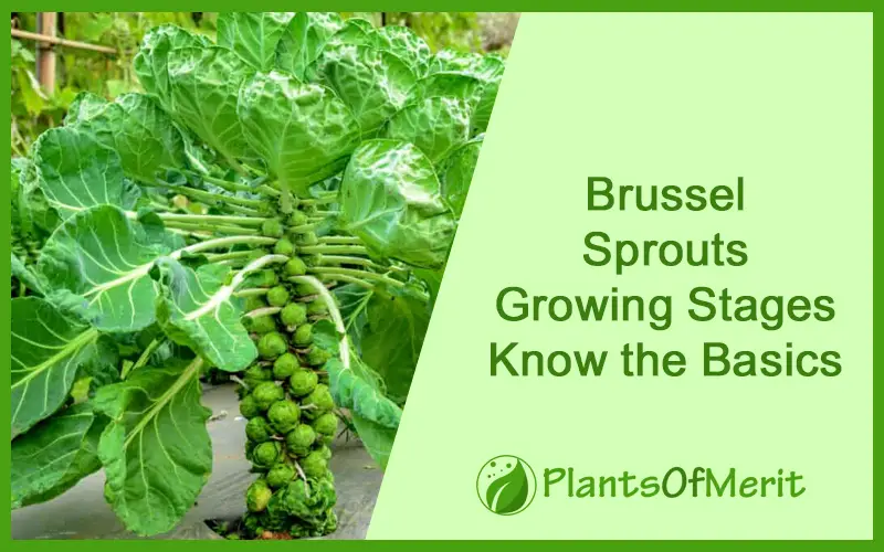 Brussel Sprouts Growing Stages – Know the Basics