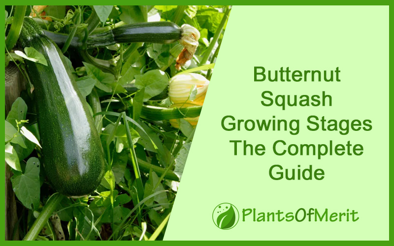 Butternut Squash Growing Stages – The Complete Guide
