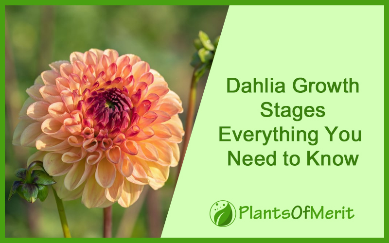 Dahlia Growth Stages – Everything You Need to Know
