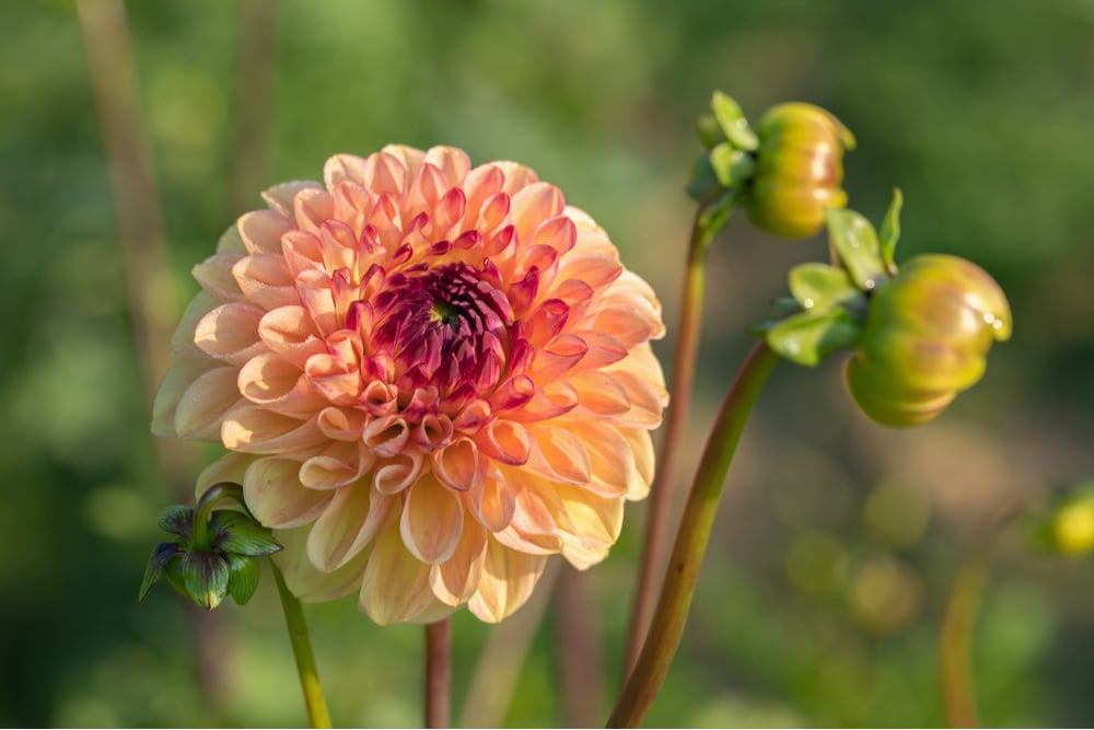 Dahlia Growth Stages