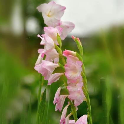 Flower Development