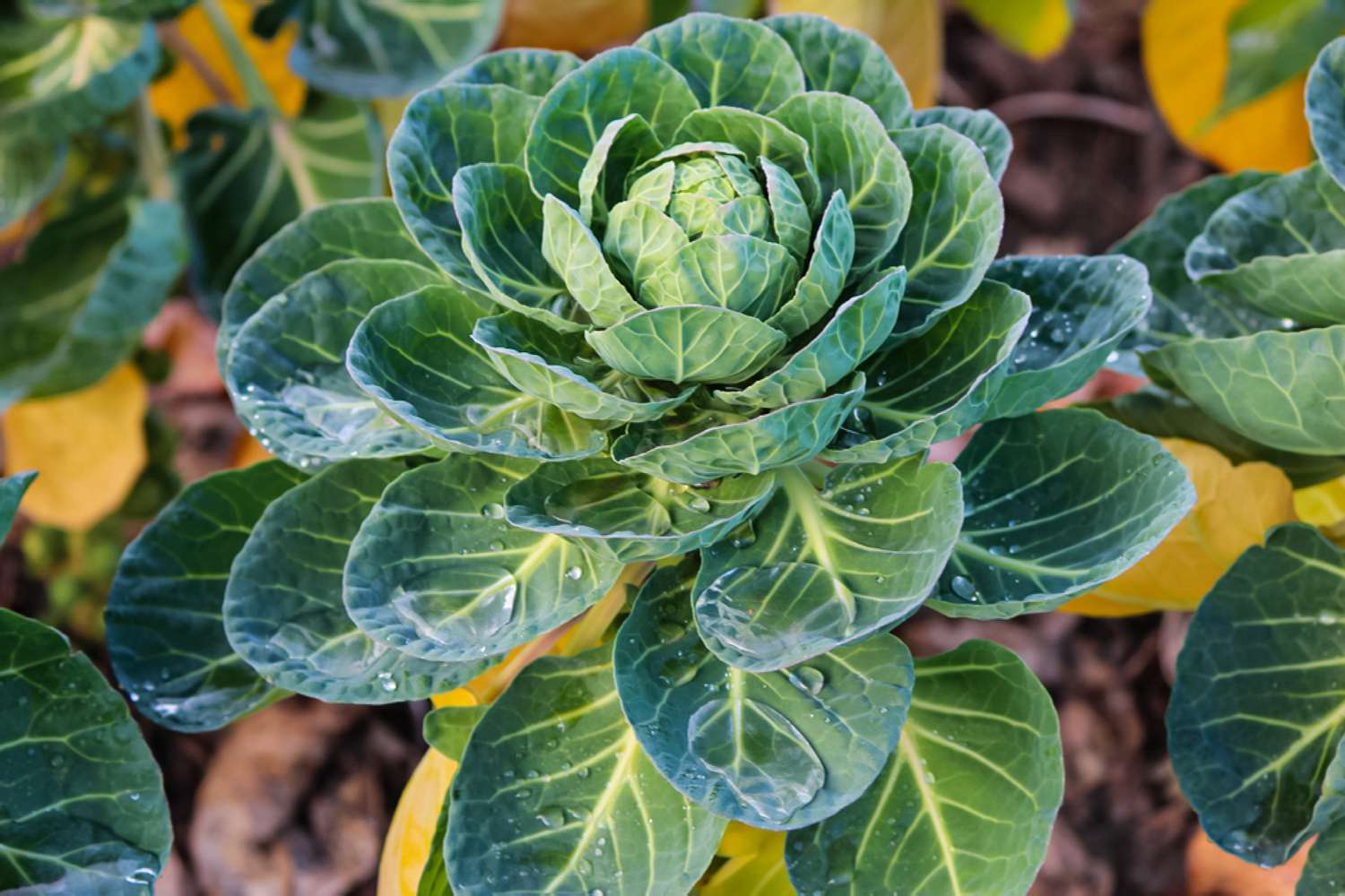 How to Care for Brussel Sprout Plants