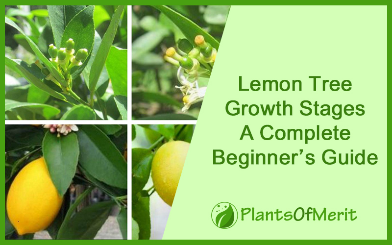 Lemon Tree Growth Stages – A Complete Beginner’s Guide
