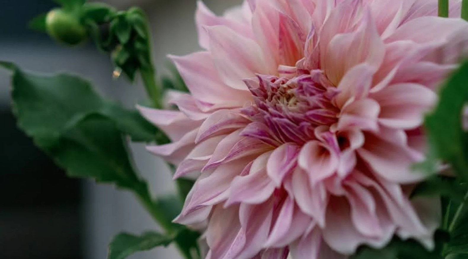 The resilience of the Dahlia Plant
