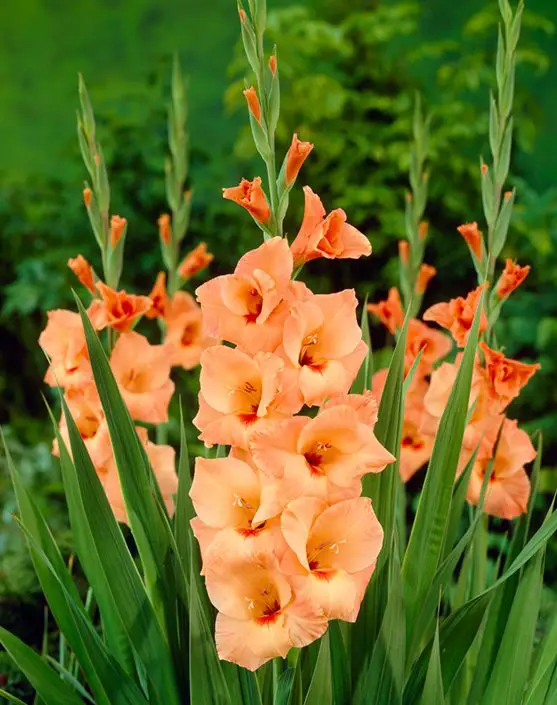 What are the Growing Stages of Gladiolus