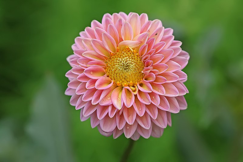 What are the Growing Stages of a Dahlia Plant